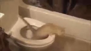 Коты   ржачные животные, видео приколы про собак онлайн