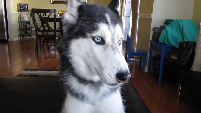 THIS SIBERIAN HUSKY DOG CAN ACTUALLY TALK!!! смотреть онлайн