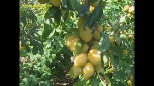 Тернослив абрикосовый