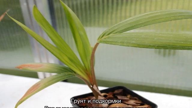 Пальма Ховея — уход в домашних условиях смотреть онлайн