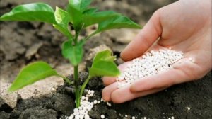 Для чего растениям нужен азот?? Как влияет азот на растения, и когда его лучше вносить?