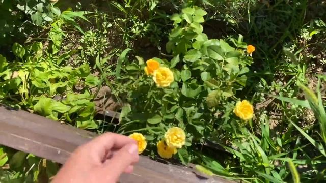 пока ДЕТКИ спят у ПАПЫ посмотрим с МАСЕЙ красоту и название РОЗЫ смотреть онлайн