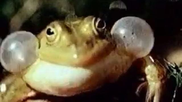 Самцы Лягушек смотреть онлайн