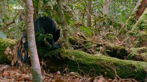 Малайский медведь, бируанг или солнечный медведь