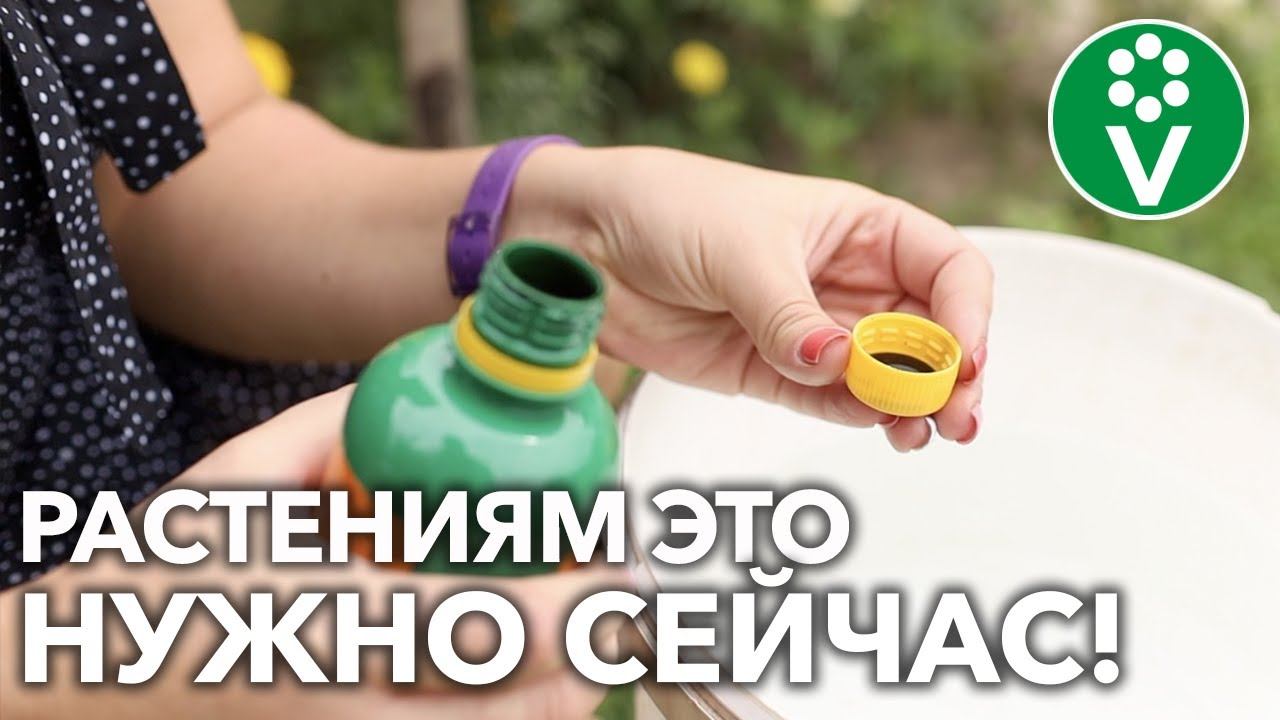 АНТИСТРЕСС ДЛЯ ВАШИХ РАСТЕНИЙ! Вот чем в огороде осенью полезны ГУМАТЫ!