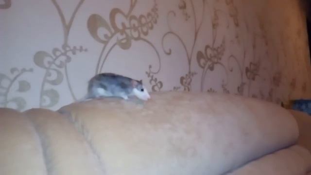 Домашняя крыса смотреть онлайн