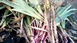 Хранение гладиолусов в зиму