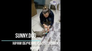 Лучшая игрушка для щенка.