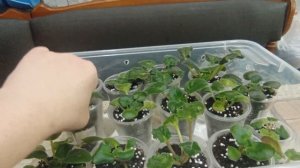 Как растут детки фиалок!!! #цветы # фиалки в доме # детки фиалок #юлияманькова