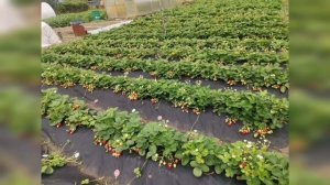 Приём заказов на весну 2022. Земляника, клубника.