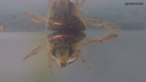 Плавт. Самый активный аквариумный хищник и разоритель среди наших водяных клопов // Clever Cricket