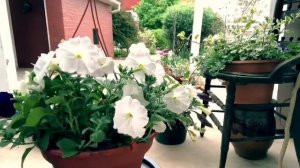 Best Petunia Maintenance Practices