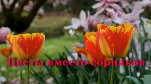 Цветы вместо сорняков