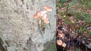 Петергоф; 24.09.2023; 07:00-08:00; грибочки.