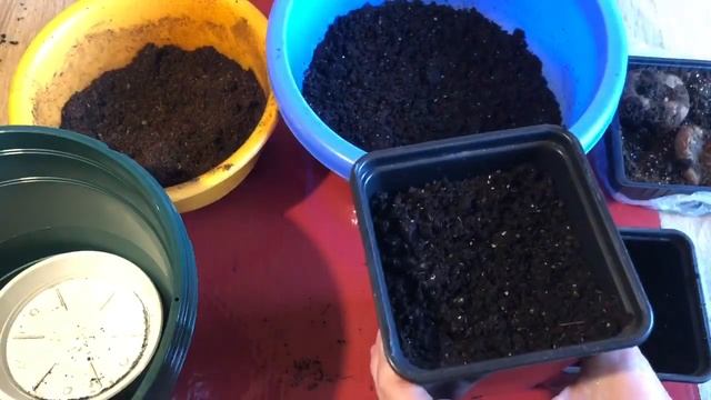 БЕГОНИЯ клубневая. Пробуждение и посадка клубней смотреть онлайн