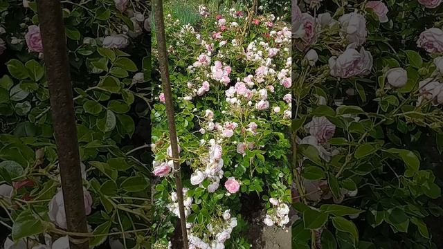 Розы в моем саду.Первое цветение июнь 2022 г.Леонардо да Винчи, Маритим, Жасмина, Надя Ренисанс. смотреть онлайн