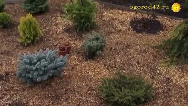 Шедевр из хвойных растений на садовом участке. Советы Людмилы Черновой