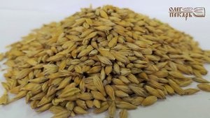 Ячмень обзор