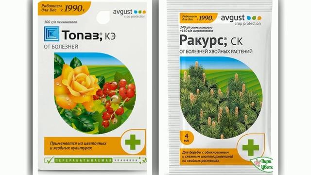 Клематисы-2022. Работы в июне