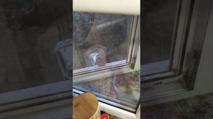 Как приручить сойку.