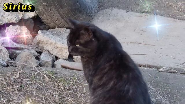 Как коты предупреждают об опасности смотреть онлайн