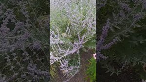 Клумба с Лавандой и Эхинацеей