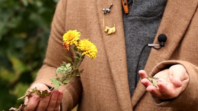 Ваш сад №67 - Астры смотреть онлайн