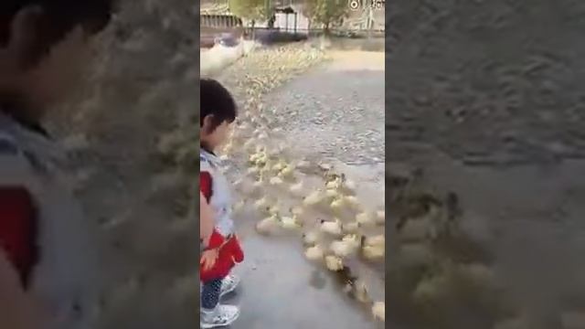 Утята идут плавать смотреть онлайн