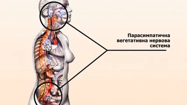 ВЕГЕТАТИВНА НЕРВОВА СИСТЕМА смотреть онлайн