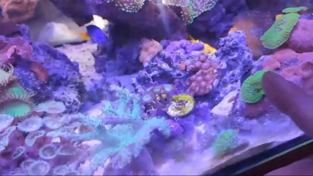 Зачистка камня от дискоактиний смотреть онлайн