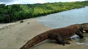 КОМОДСКИЙ ВАРАН ЕСТ ВСЕХ, Кто Попадется Ему На Глаза