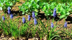 Гиацинт мышиный (Muscari) футаж