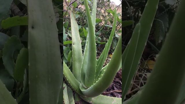 Aloe Vera the medicinal plant/#nature #flowers #viral #cactus