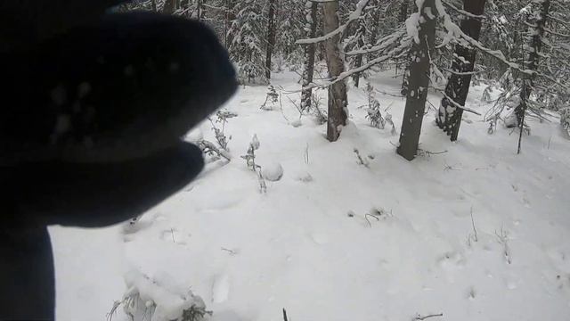 ТАЁЖНЫЙ ПРОМЫСЕЛ//ЗАКРЫТИЕ СЕЗОНА