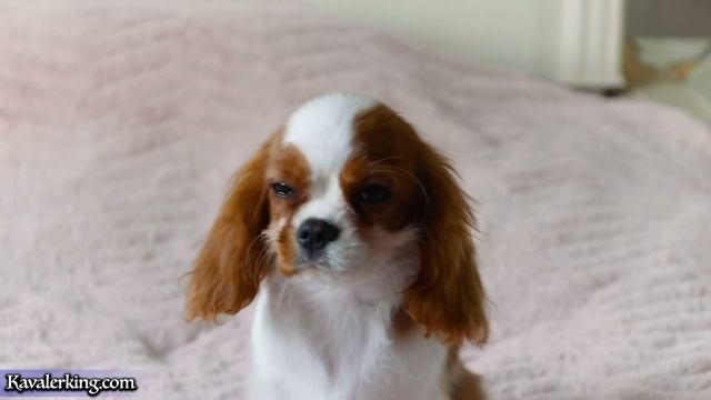 Малышка Амелия✅Продаётся 📲 смотреть онлайн