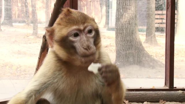 Обезьяны смотреть онлайн