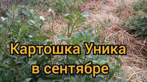 Картофель сорта Уника в сентябре