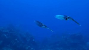 Кальмар подводная ракета squid
