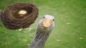 Басня от Бодо Шефера 'Крестьянин и гусиное яйцо'