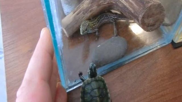 Черепаха и ящерица смотреть онлайн