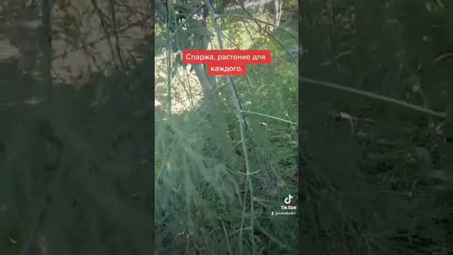 Спаржа смотреть онлайн