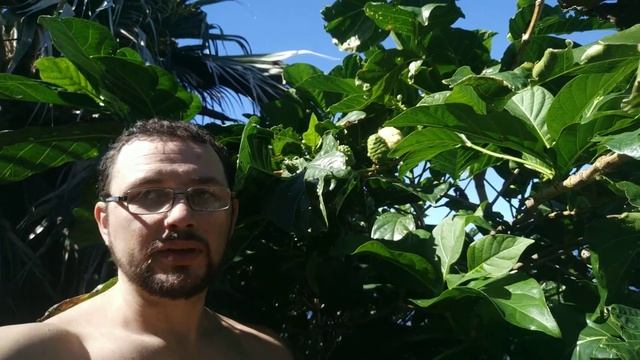 Как растет Таитянский Нони Моринда (Morinda Citrifolia) дерево фрукты плоды