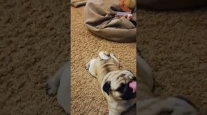 Степа. Мопс для вязки