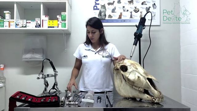 Cuidados odontológicos para equinos