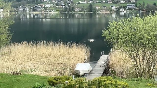 Лебеди на горном озере. Жизнь продолжается! смотреть онлайн