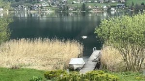 Лебеди на горном озере. Жизнь продолжается!