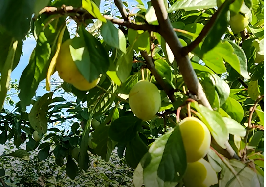 Сливы Николая