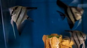 аквариумная рыбка для начинающих Скалярия Pterophyllum scalare