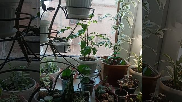 Комнатные цветы.Стоит ли покупать растения по почте?Добросовестность продавца.
