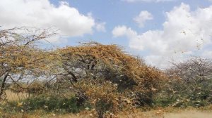 Locusts in East Africa Explained